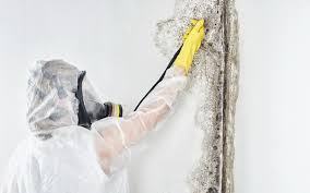 Sullivan City, TX Mold Removal Company